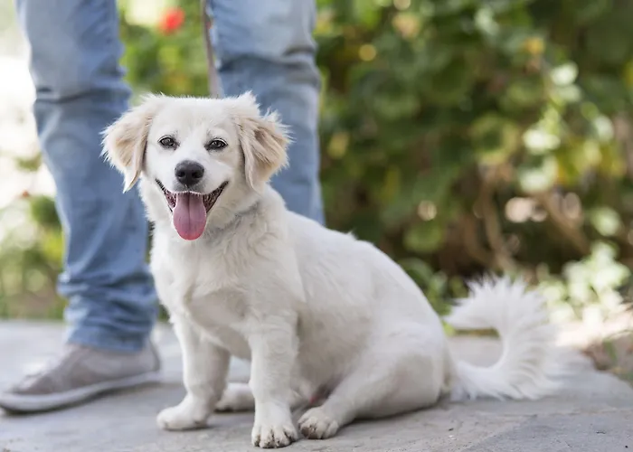 A Mykonos Hotell Mykonos Town