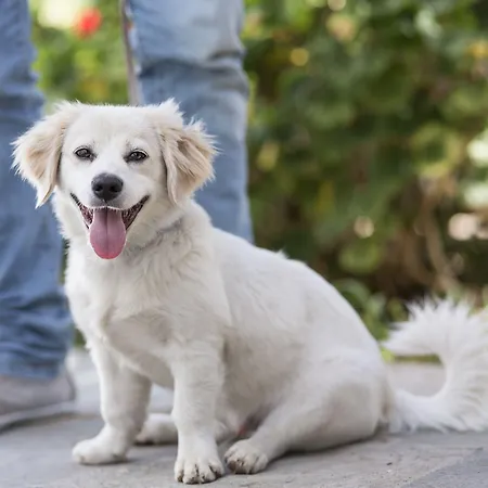 A Mykonos Ξενοδοχείο Mykonos Town